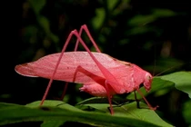 Cận cảnh những loài côn trùng màu hồng quyến rũ nhất thế giới