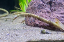 Loài cá hình thù kỳ dị, nguy cơ tuyệt chủng ở Việt Nam