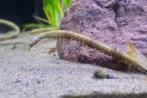 Loài cá hình thù kỳ dị, nguy cơ tuyệt chủng ở Việt Nam