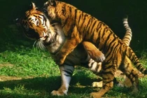 Hé lộ bí ẩn tại sao hổ không chết đói khi về già?