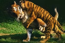 Hé lộ bí ẩn tại sao hổ không chết đói khi về già?