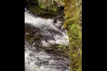 Video: Gấu con học cách tự kiếm ăn 