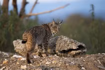 Giải mã loài mèo hoang dã quý hiếm, nguy cấp nhất thế giới