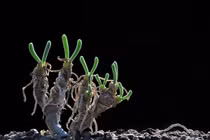 Loài cây mọc tai thỏ kỳ lạ khiến nhiều người Việt phát cuồng