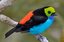 Top 30 loài chim có màu sắc ấn tượng nhất thế giới (1)