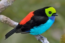 Top 30 loài chim có màu sắc ấn tượng nhất thế giới (1)