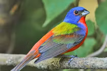 Top 30 loài chim có màu sắc ấn tượng nhất thế giới (2)