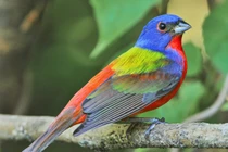 Top 30 loài chim có màu sắc ấn tượng nhất thế giới (2)