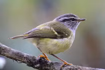 Tận mục các loài chim chích lý thú của Việt Nam: Có loài "tăng động" 