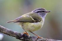 Tận mục các loài chim chích lý thú của Việt Nam: Có loài "tăng động" 