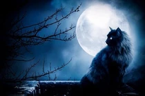 Vén màn sự thật mèo đen hồi sinh xác chết dưới lăng kính khoa học 