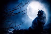 Vén màn sự thật mèo đen hồi sinh xác chết dưới lăng kính khoa học 