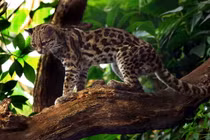 Điểm danh 12 loài mèo hoang dã hiện diện ở châu Mỹ