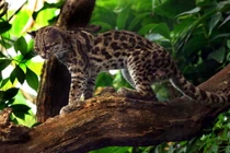 Điểm danh 12 loài mèo hoang dã hiện diện ở châu Mỹ