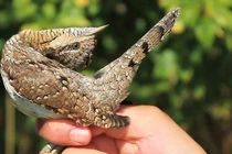 Khám phá cực thú vị về loài chim vẹo cổ của Việt Nam