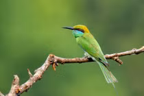 Chiêm ngưỡng 5 loài chim Trảu cực đẹp của Việt Nam