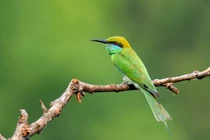 Chiêm ngưỡng 5 loài chim Trảu cực đẹp của Việt Nam