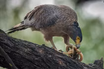 Diều hoa Miến Điện được giao nộp ở Đà Nẵng, quý hiếm cỡ nào?