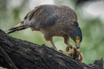 Diều hoa Miến Điện được giao nộp ở Đà Nẵng, quý hiếm cỡ nào?