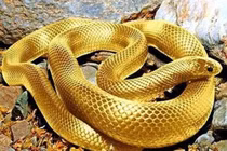 Trời sinh đường tài lộc vô cùng may mắn, top con giáp kiếm tiền siêu đỉnh 