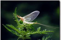 Những loài động vật có vòng đời ngắn nhất hành tinh