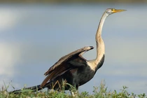 Chim cổ rắn kỳ dị nhất thế giới là loài bản địa Việt Nam