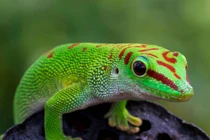 Cận cảnh các loài tắc kè lạ lùng nhất quả đất