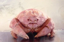 Sinh vật kỳ dị khiến người mắc hội chứng sợ lỗ tròn phải né