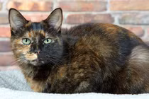 Sự thật cực thú vị về những con mèo có màu lông “đồi mồi”