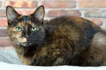 Sự thật cực thú vị về những con mèo có màu lông “đồi mồi”