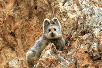 View - "Thỏ quỷ" xuất hiện nhiều nơi ở Mỹ, người dân hoang mang tột độ | Báo Tri thức và Cuộc sống - TIN TỨC PHỔ BIẾN KIẾN THỨC 24H