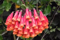 Cận cảnh những loài hoa loa kèn kỳ lạ nhất thế giới