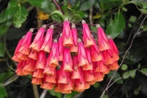 Cận cảnh những loài hoa loa kèn kỳ lạ nhất thế giới