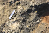 Ấn Độ: Đào được tổ của 256 quái vật, có con nặng hàng chục tấn