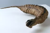 Rùng mình top quái vật nhiều người tin có thật 100% ở Nhật Bản