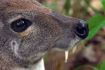 Soi loài hươu có răng nanh dài như... ma cà rồng của Việt Nam