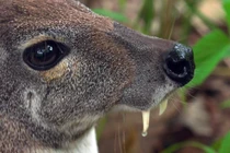 Soi loài hươu có răng nanh dài như... ma cà rồng của Việt Nam