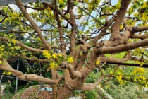 “Cụ” mai khủng gần 200 tuổi, nở triệu hoa khai lộc đầu xuân Canh Tý