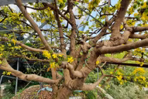 “Cụ” mai khủng gần 200 tuổi, nở triệu hoa khai lộc đầu xuân Canh Tý