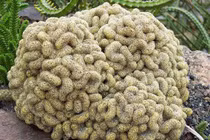 Tận mục loài cây có hình thù hệt bộ não người, dân chơi cực chuộng 