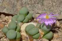 Cận cảnh các loài cây mọng nước kỳ lạ nhất thế giới