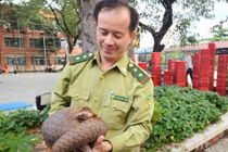 TPHCM liên tục phát hiện động vật quý hiếm sau đêm mưa