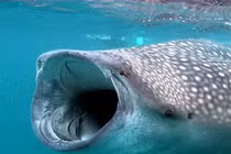 Tận mục loài cá khủng nhất thế giới, nhiều lần xuất hiện ở Việt Nam