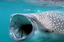 Tận mục loài cá khủng nhất thế giới, nhiều lần xuất hiện ở Việt Nam