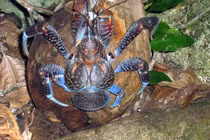 Cận cảnh loài cua khổng lồ đáng sợ, bị nghi đoạt cả mạng người 