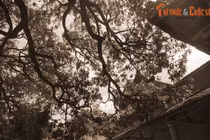 Chuyện ly kỳ món đặc sản tiến vua ở ngôi chùa nổi tiếng Phú Yên