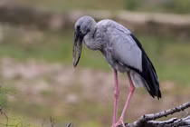 Top sự thật lý thú về cò nhạn vừa xuất hiện ở Quảng Trị 