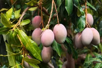 Điểm danh 30 loài cây “quốc thụ” nổi tiếng nhất thế giới (1)