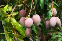 Điểm danh 30 loài cây “quốc thụ” nổi tiếng nhất thế giới (1)