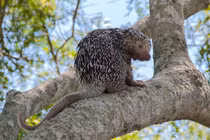 26 loài gặm nhấm độc đáo nhất: Có loài rụng đuôi như thạch sùng